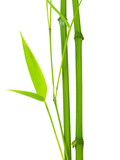 fresh bamboo