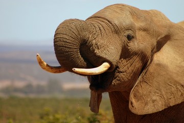 african elephant bull (loxodonta africana)