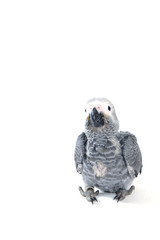 red tale parrot isolated on white