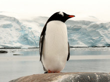 Big Gentoo Penguin In Antarctica