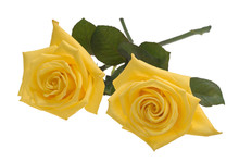 Two Yellow Roses Isolated On White Background With Clipping Path