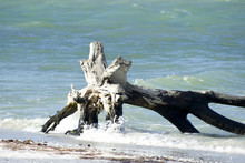 Old Driftwood