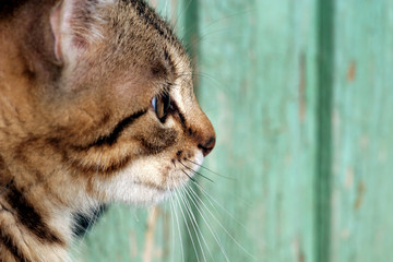 Poster -  Home cat in the garden