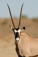 Wall Mural - gemsbok antelope (oryx gazella)