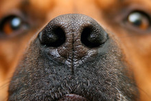 Nose Of The Dog