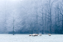 Beautiful Winter Landscape Scene