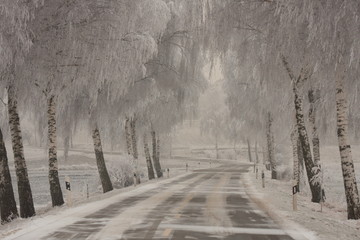 Fotoroleta drzewa droga śnieg rower szron