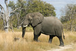 Leinwandbild Motiv Elefantenbulle im Moremi Nationalpark
