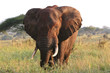 Leinwandbild Motiv Elefantenbulle in der Serengeti Steppe
