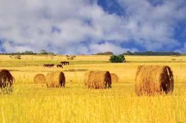 Straw hay bales