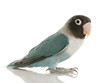 Blue Masked Lovebird - Agapornis personata