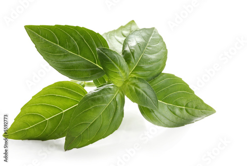 Fotografie, Obraz Basil sprig, reflected on white surface.