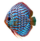 Fototapeta Młodzieżowe - colorful tropical discus fish