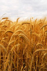 Wall Mural - Golden wheat growing in a farm field