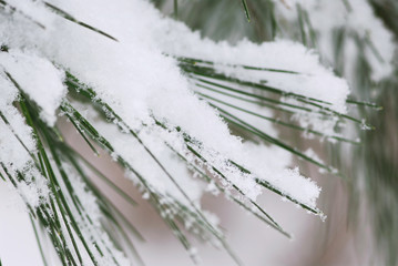 Wall Mural - Pine needles covered with fluffy snow