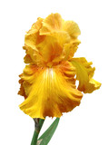 iris