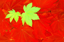 Red And Green Vine Maple Leaves In Contrast