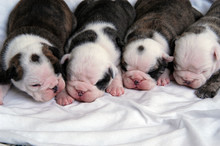 Four Newborn Bull Dog Puppies