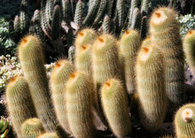 Cactus Group