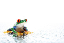 Frog Closeup With Water Water Droplets On White
