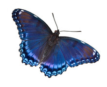 Red-spotted Purple Butterfly On White