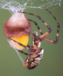 Spider wrapping egg case