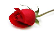 Red Rose Isolated On The White Background