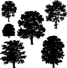 collection of trees