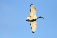 A Sacred Ibis In Flight