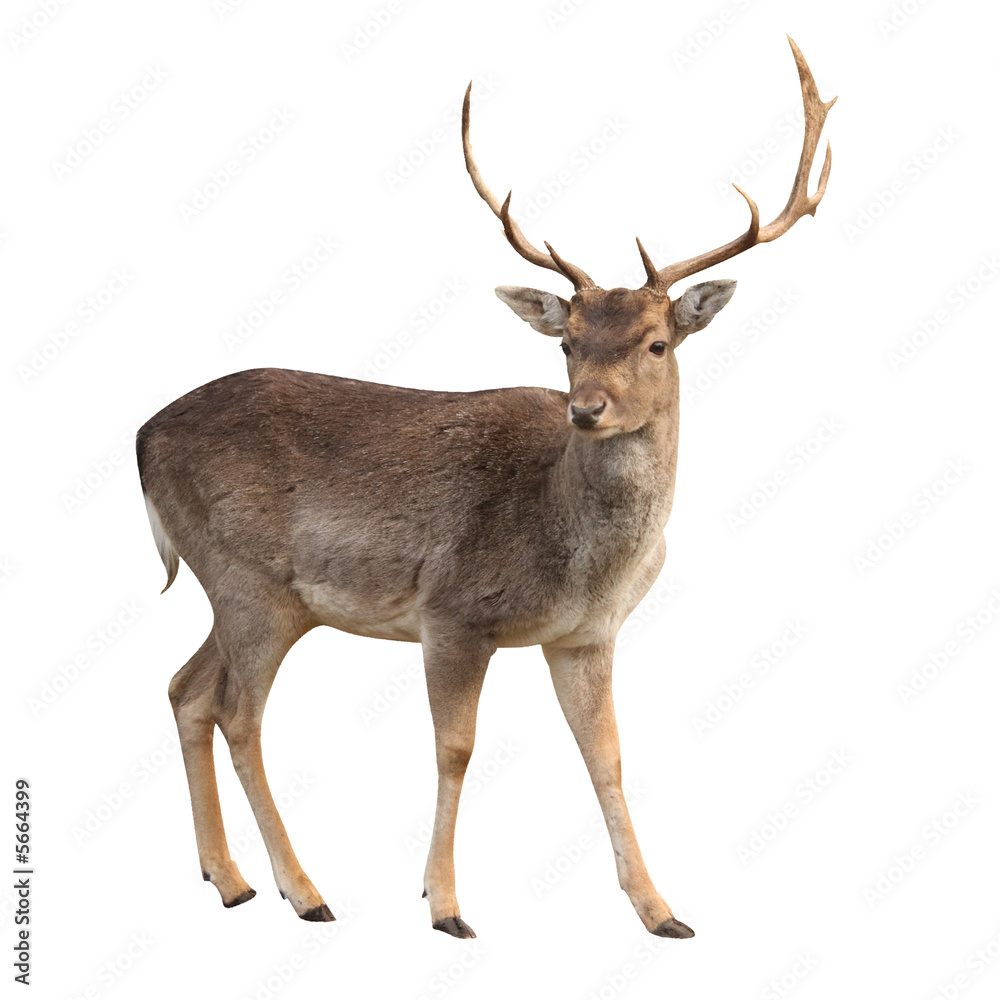 buck deer isolated with clipping path - obrazy, fototapety, plakaty 