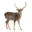 buck deer isolated with clipping path