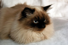 distinguished blue eyed seal point male himalayan cat