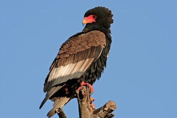 Wall Mural - Bateleur (Terathopius ecaudatus)