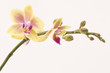 A yellow orchid set against a plain background