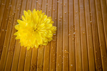 Yellow Flower And Water Drops On Bamboo Close-up