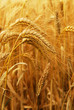 canvas print picture Golden wheat growing in a farm field, closeup on ears