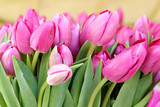 Fototapeta Tulipany - Bunch of pink tulips on a flower market