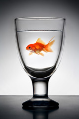 Wall Mural - Goldfish in  Glass pure water