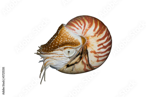 Fotografie, Obraz Chambered Nautilus (Nautilus pompilius) isolated on white