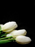Fototapeta Tulipany - White Tulips