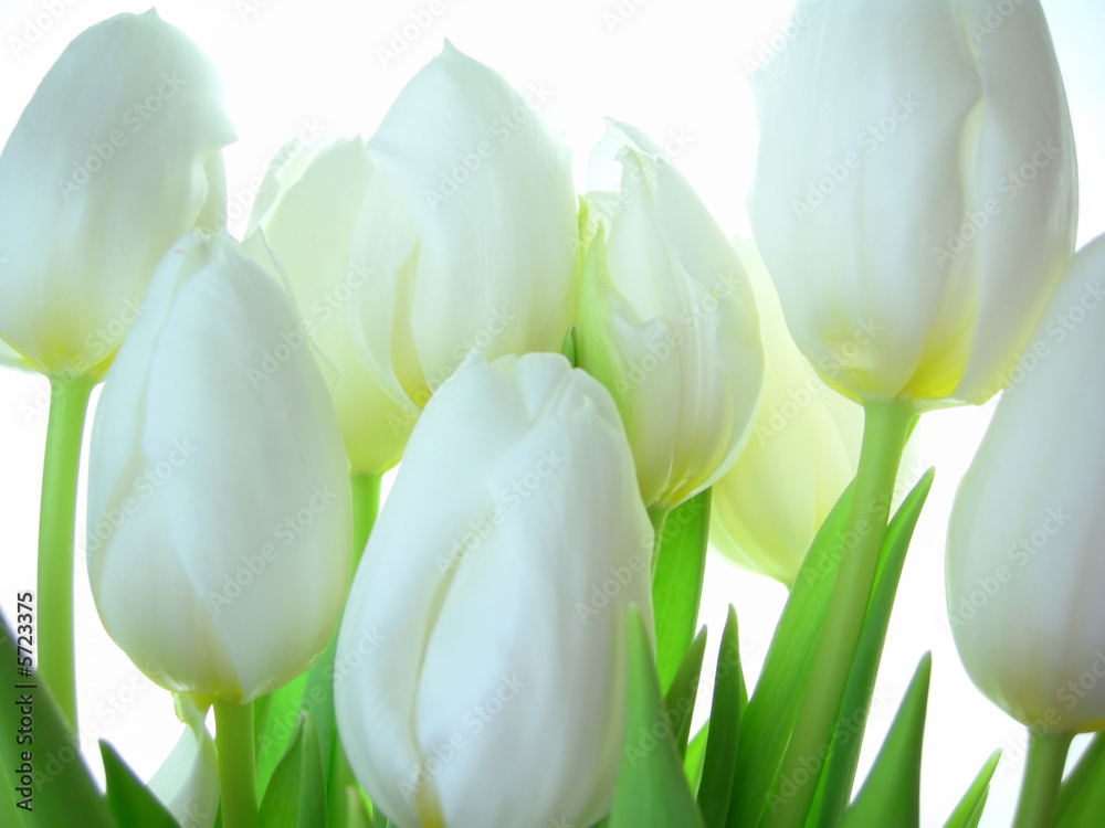 Close-up of bunch of white tulips on white background - obrazy, fototapety, plakaty 