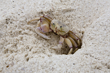 Wall Mural - kenya : plage de diani : crabe des sables