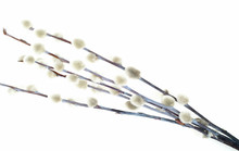 Twigs Of Willow With Catkins On A White Background