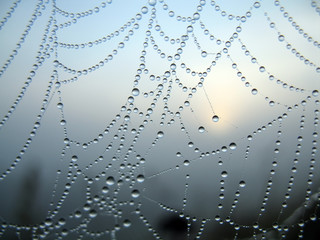 Wall Mural - cobweb
