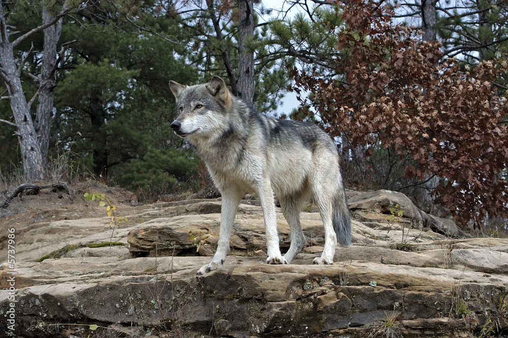 Gray wolf  taken with a telephoto lens. Northern Minnesota - obrazy, fototapety, plakaty 
