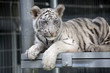 Royal White Bengal Tiger Cub