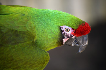 Wall Mural - Green Military Macaw Portrait Head Shot Close Up Macro