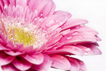 Poster - wet gerbera flower