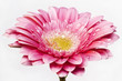 canvas print picture - gerber flower