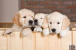 Several golden retriever puppies